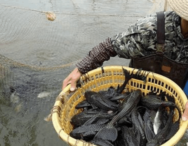 “清道夫”鱼泛滥成灾, 人们却纷纷表示太难吃