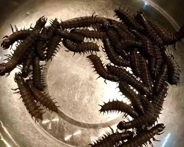 河虫图片 新浪网