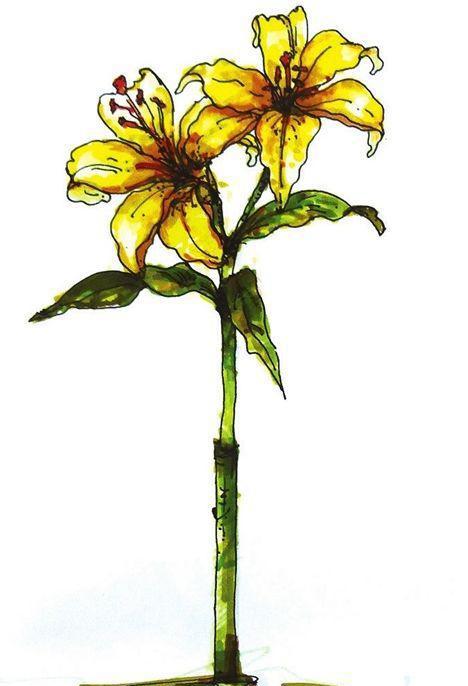 云裳仙子百合花,教你怎么用马克笔画出它的高