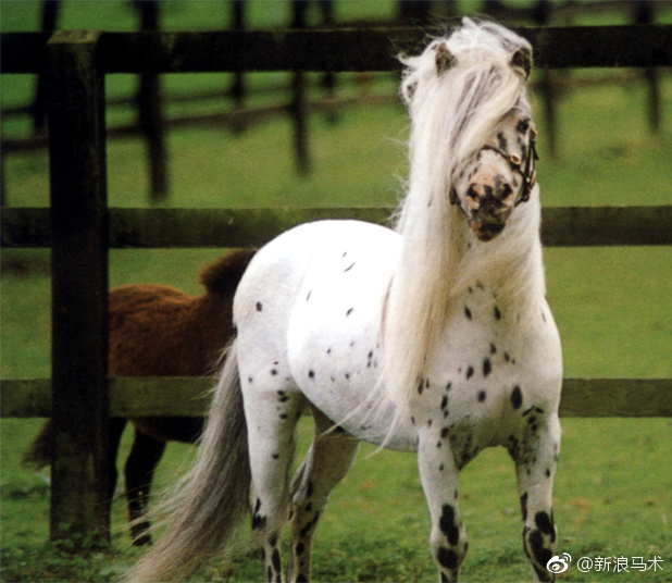 法拉贝拉迷你马 (Falabella Miniature Horse)全世界最细小的马匹