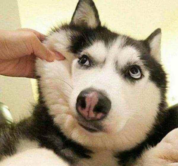 二哈表情包大全看我最后一张我已笑抽太逗了
