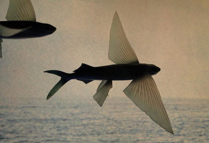 科普: 会飞的鱼, 就是不知道好不好吃