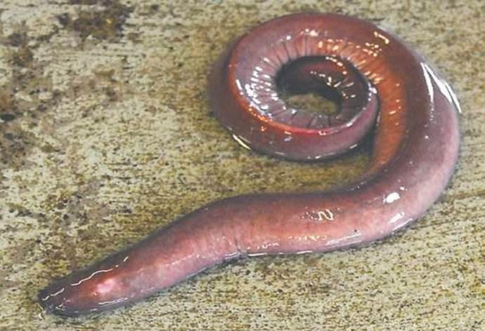 6种其貌不扬的动物, 第2种拥有一项世界纪录