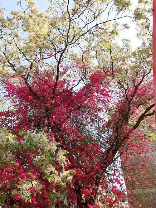 广西这棵"一树开两花"的网红树,你见过吗?