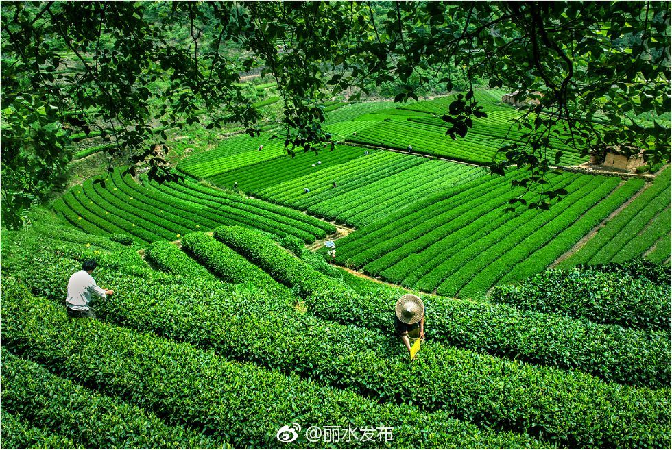 昨日,市委副书记李锋在市农办和市乡村振兴办