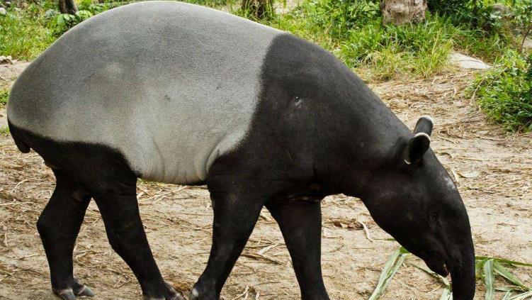 6种其貌不扬的动物, 第2种拥有一项世界纪录