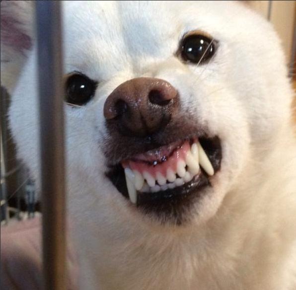 想让狗狗活的时间久 最不能忽视的就是狗狗牙齿!