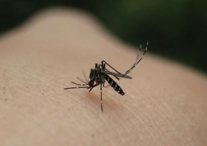 没人在家蚊子会被饿死吗,别想得太天真了,也许