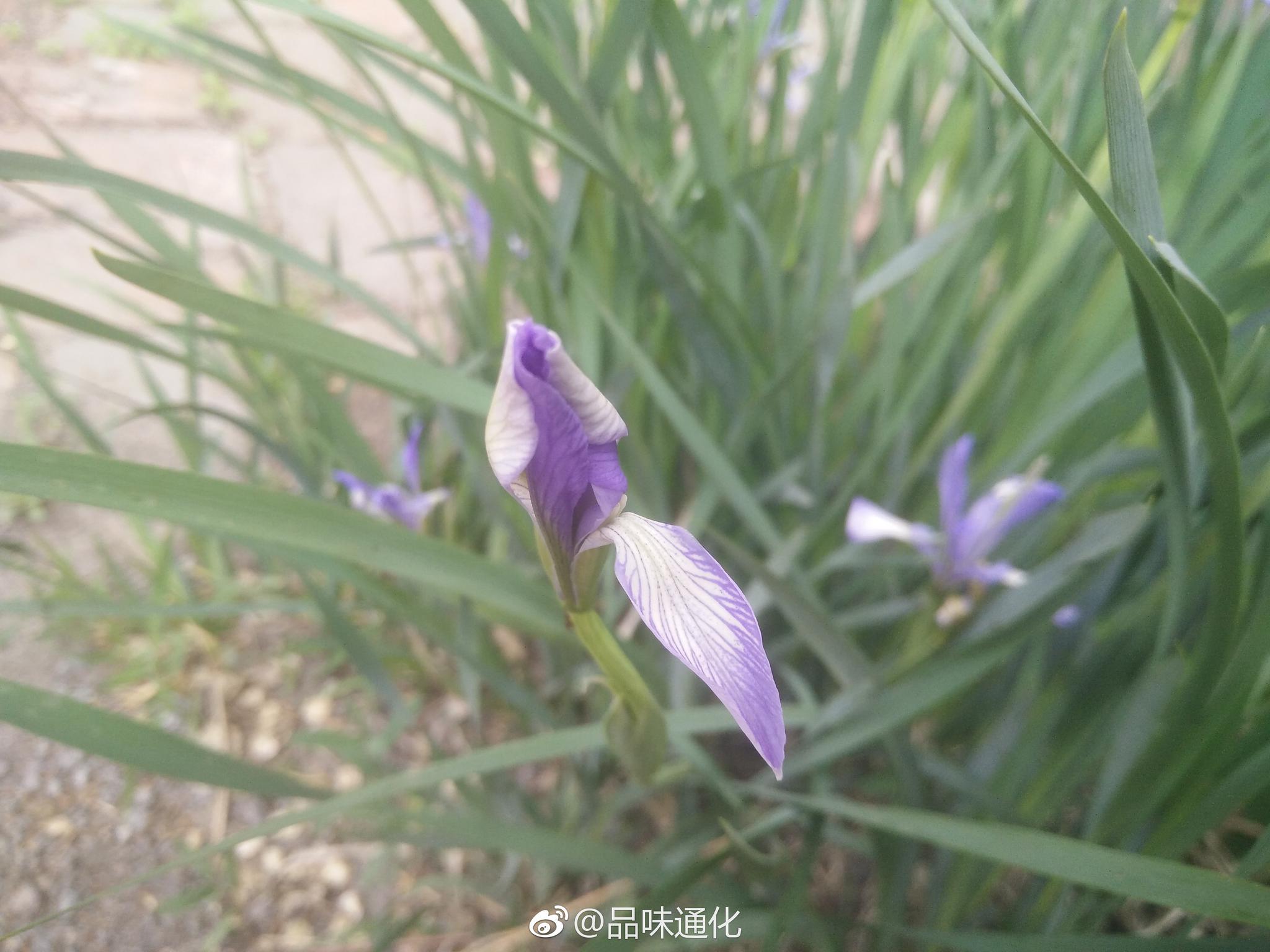 路边的马兰草有着幽兰的气质与风韵,知道吗