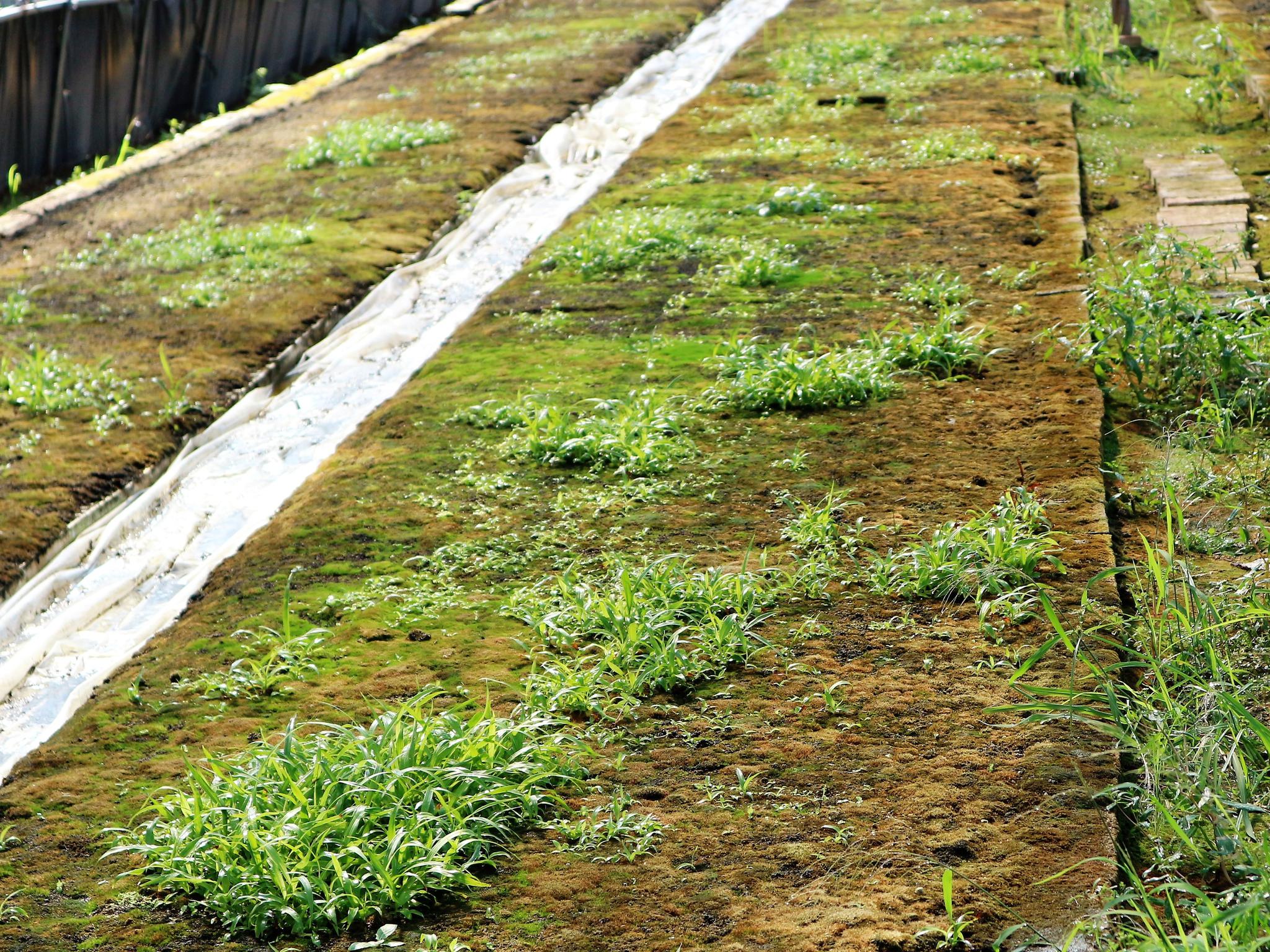 农村有一种农作物,亩收入高达10万元,为什么许