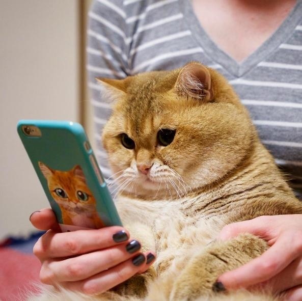 INS上很有人气的一只英短金渐层色的圆脸猫