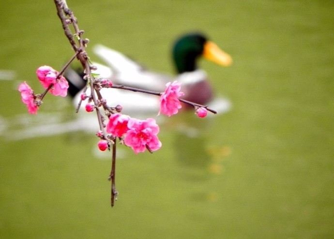 春江水暖鸭先知,两岸烟柳露生机
