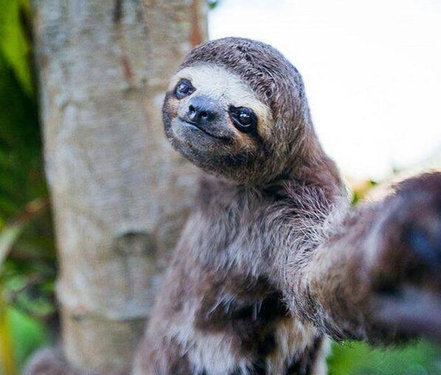 全球7大最爱玩自拍的动物, 都是自拍老手了