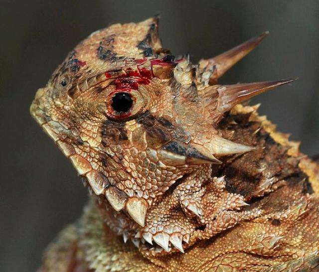 美国一男子在沙漠发现长相奇怪的蜥蜴,刚拿起来手就鲜血直流!