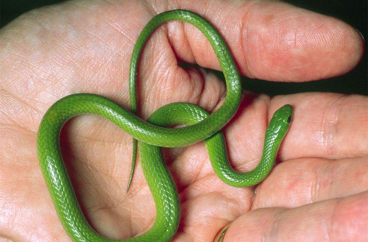 民间故事:老汉救下青蛇,儿子却被吃掉,蛇王的做法让人钦佩