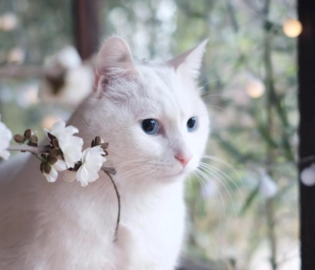 喵喵喵 萌猫头像上线啦~ 爱喵一族 收图喽 萌萌哒喵星人 有木有人能