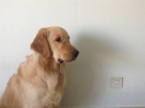 如果你的狗狗经常流口水,可能是它生病了