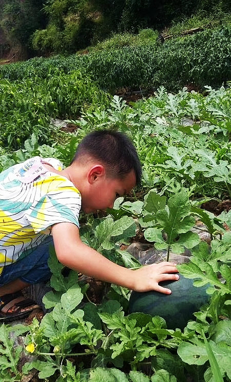 这是亲临瓜地摘西瓜的小朋友,看着他们不由自主的想起我的童年,曾经也