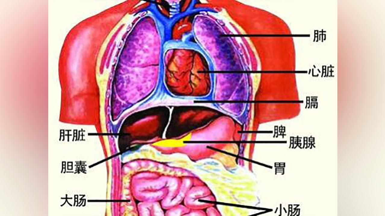 人类离开哪个器官不会死,还会活泼乱跳?答案你绝对想不到