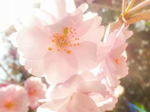 一组唯美樱花壁纸,莫负好春光,值得转发 | 珍藏