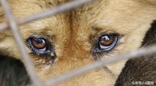 狗狗为什么总是流眼泪?这么多年的狗白养了