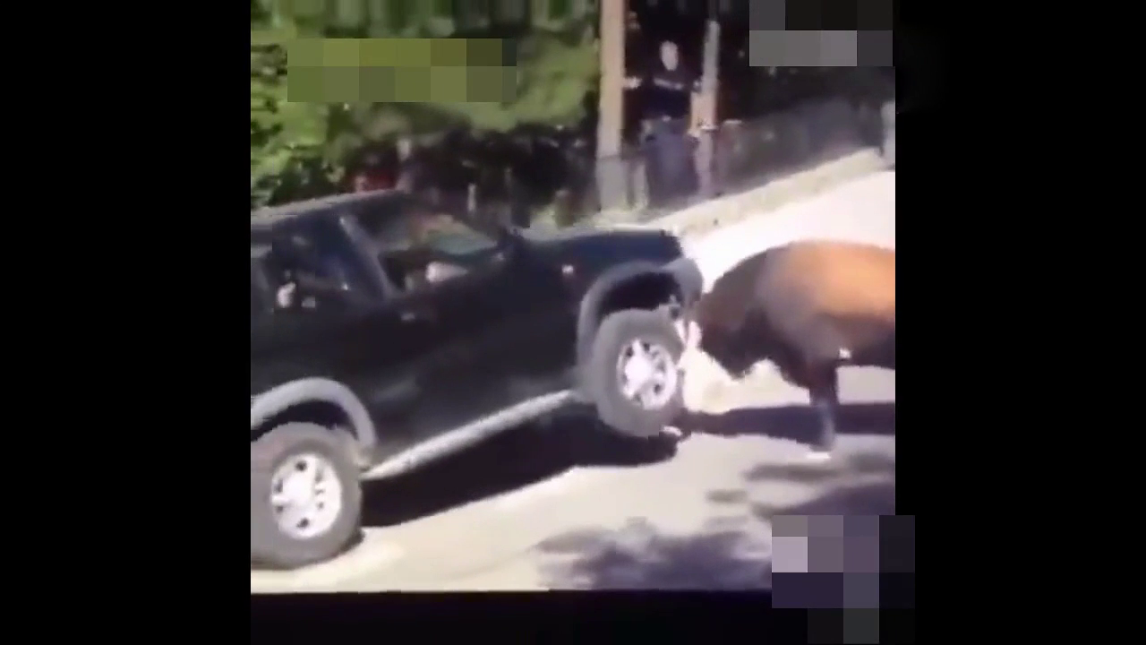 太惊险！实拍一头公牛发飙怒顶SUV