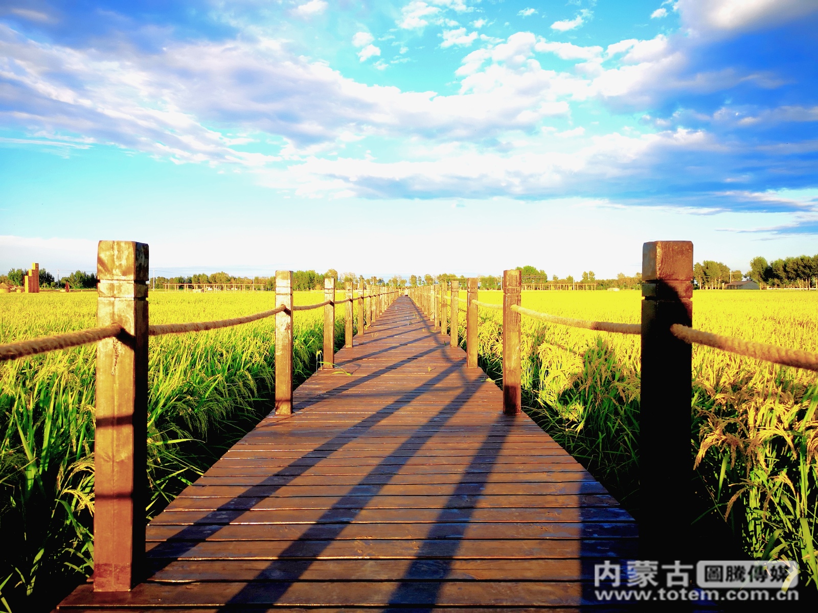 【图说内蒙古】稻谷凝香让绿色坐正席 兴安盟