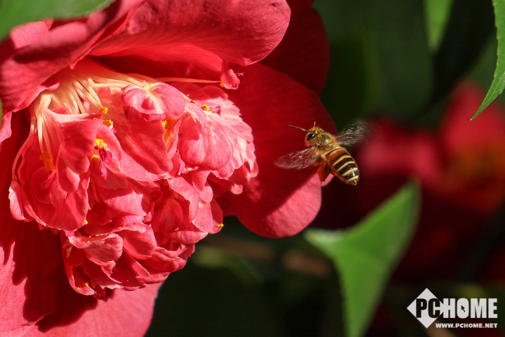 时尚与实力兼得 佳能微单EOS M50试拍