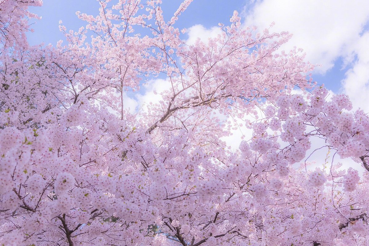 弘前城,可能是世界上最美的樱花