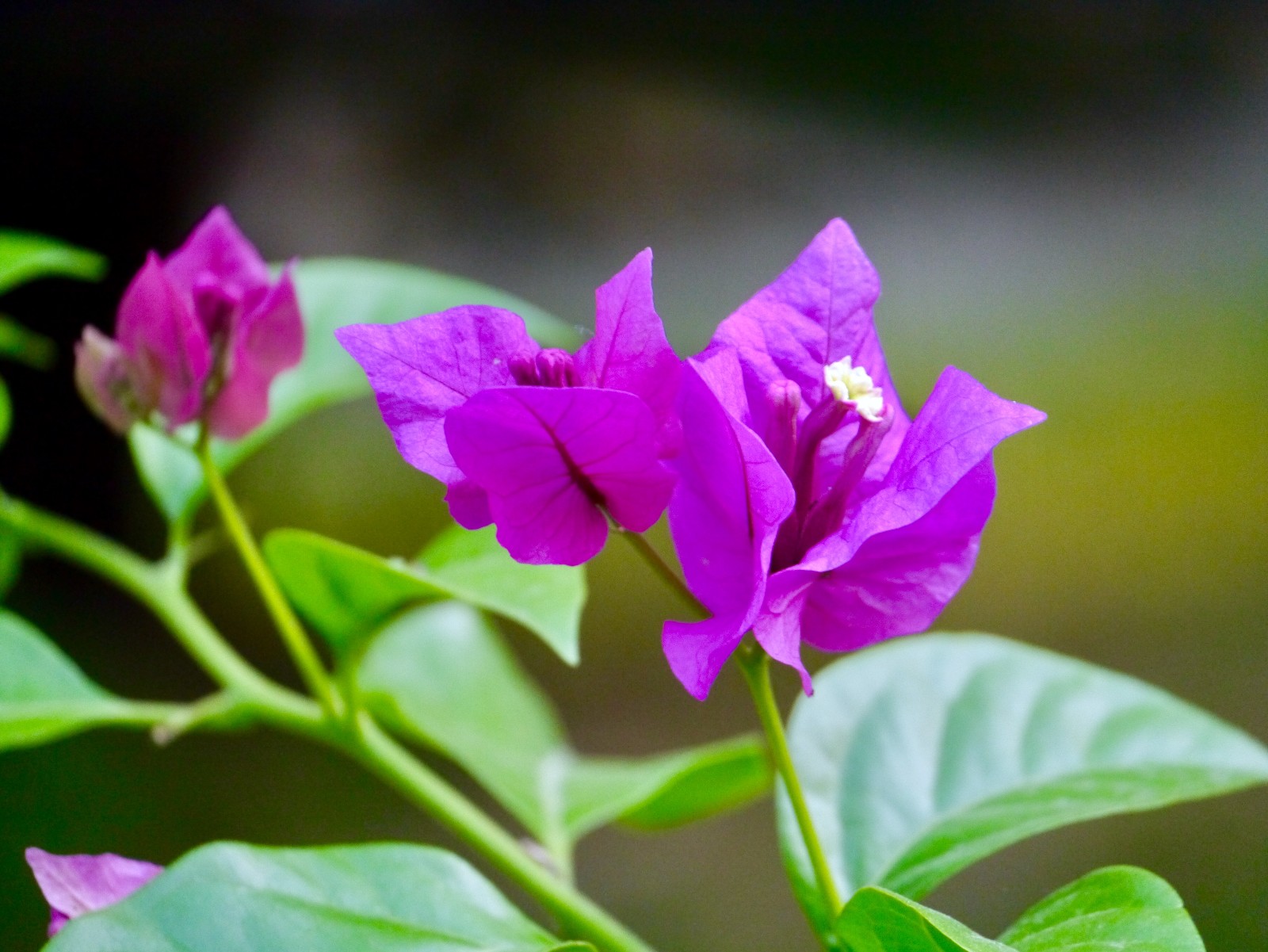 亦花亦叶三角梅(紫)【别名:叶子花、九重葛、三叶梅、三角花】