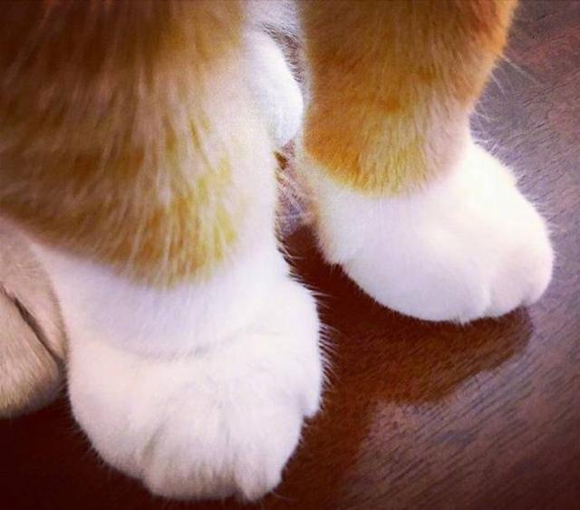 如果爱,一起来握猫爪吧