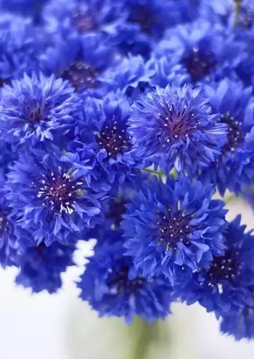 我的德国农庄花海这样种矢车菊之—遇见