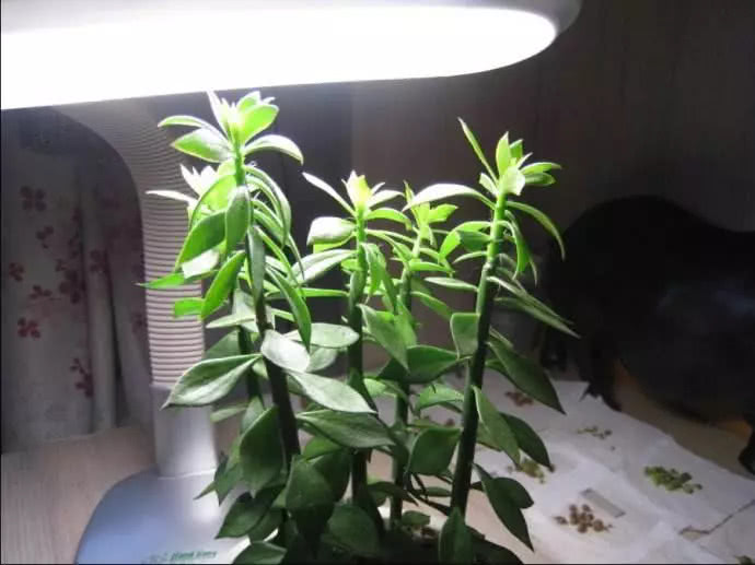 想让蟹爪兰疯长猛开花,嫁接在这个新鲜玩意上