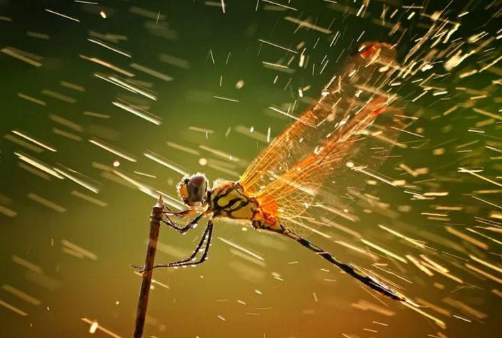 活鱼逆流而上,死鱼随波逐流