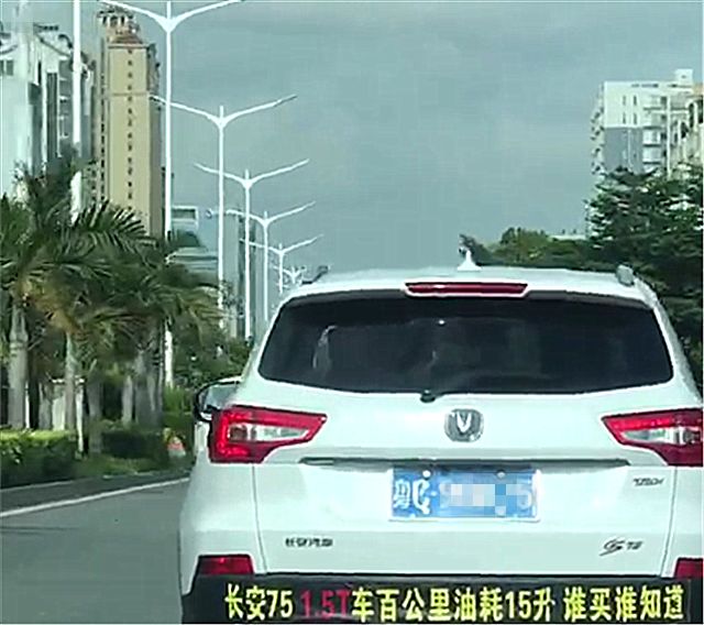 珠海一辆长安CS75现街头，本不会注意，但车尾一排字实在太吸睛