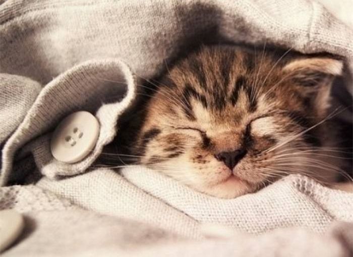 猫咪睡的觉最舒服5种状态?看完表示就缺一只猫了!!