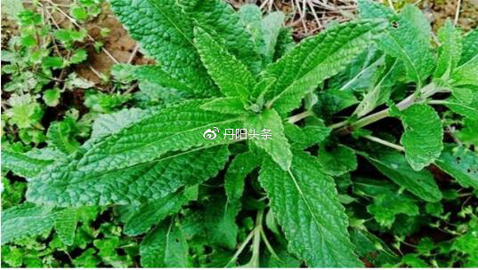 丑陋无比的草，每天擦一擦，竟是治疗痔疮的“特效药”快速消肿止痛