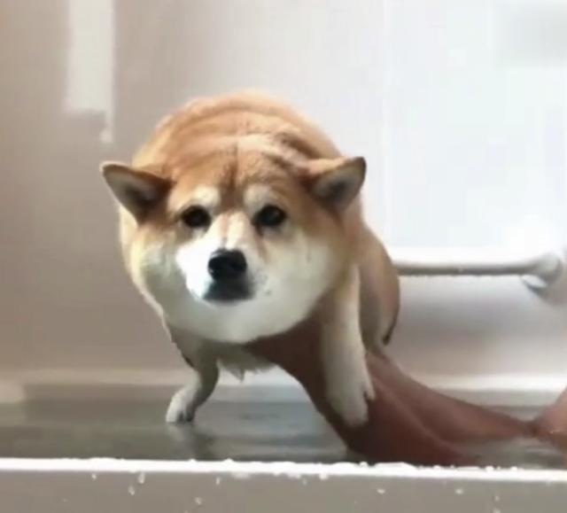 柴犬不会游泳,主人强行抱它入水,柴犬竟秒变表情包