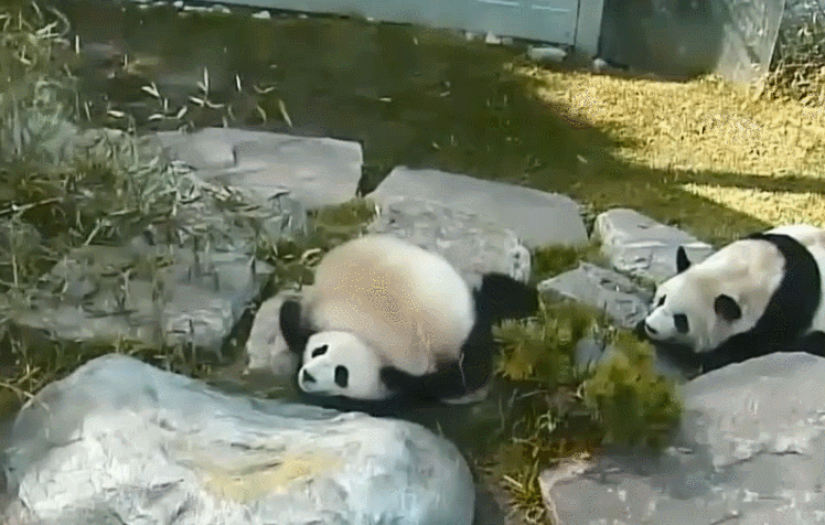 一只熊猫走累了,被路上的同伴绊倒后,顺势就趴同伴的身上睡着了