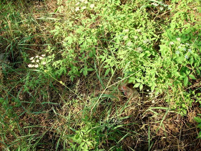 田边这野草,请别当害草除掉,价值很高,嚼3颗果实可消除胃痛