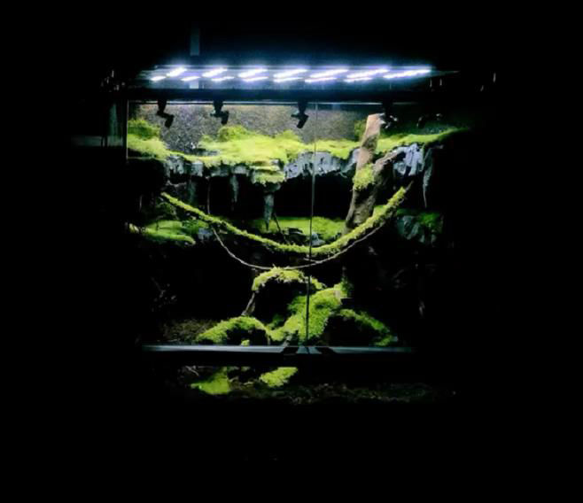 雨林缸造景教程,后期维护比草缸简单,看完你还