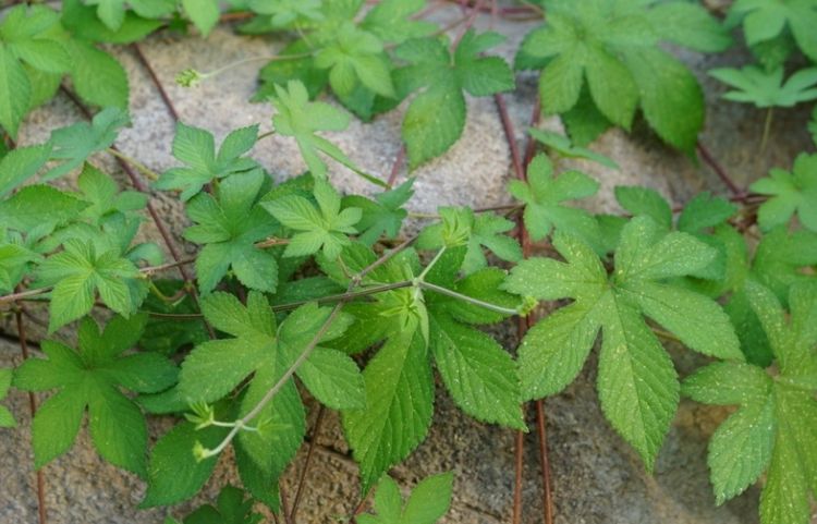 ② 治扭伤肿痛及脓性甲沟炎:鲜锯锯藤捣烂敷.