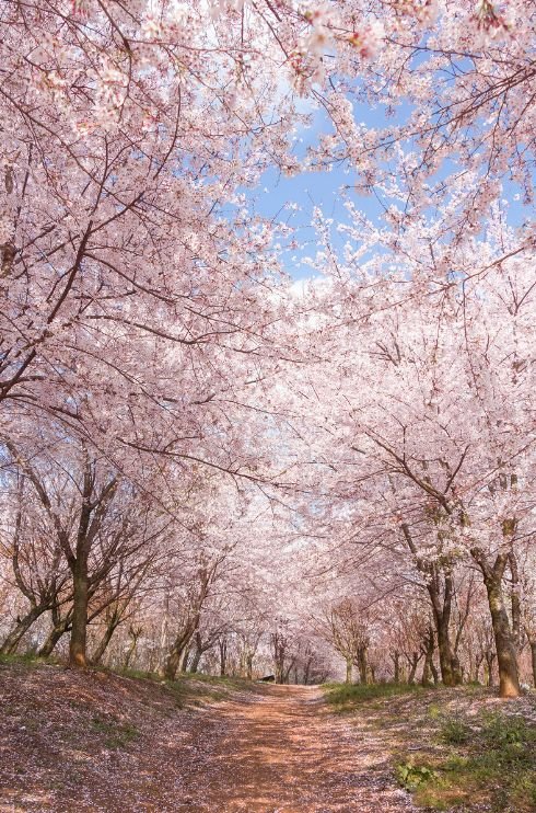 蓝色星球最美最大的樱花园,就在贵州,等你共赴一场樱花雨