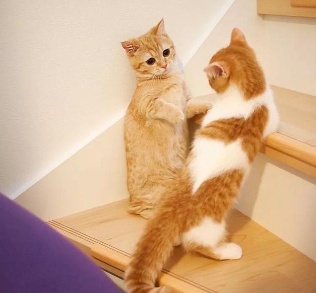 一年时间两只猫全变样，果然橘猫只是随便胖着玩儿