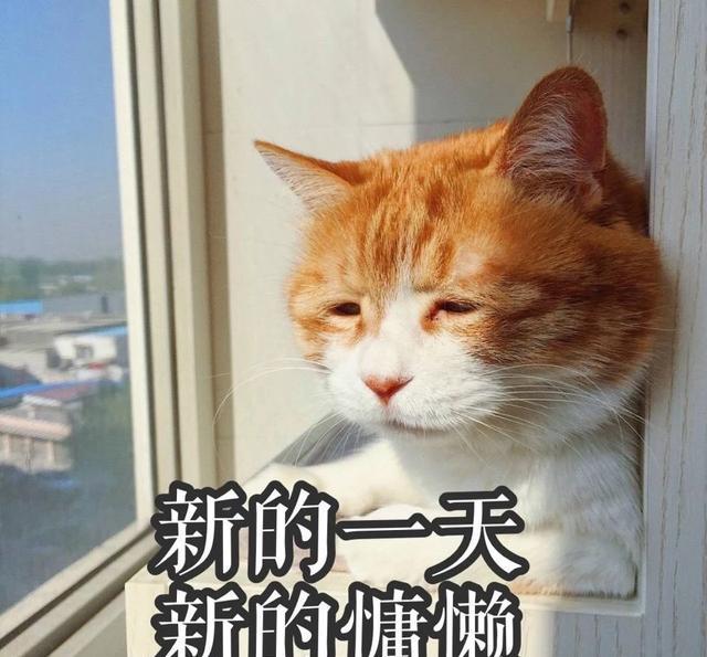 一组萌萌的猫咪表情包