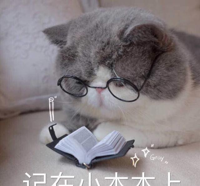 可爱表情猫咪胖搞笑大脸的图片系列之算了我心态超好 可爱表情猫咪胖搞笑大脸的图片系列之算了我心态超好