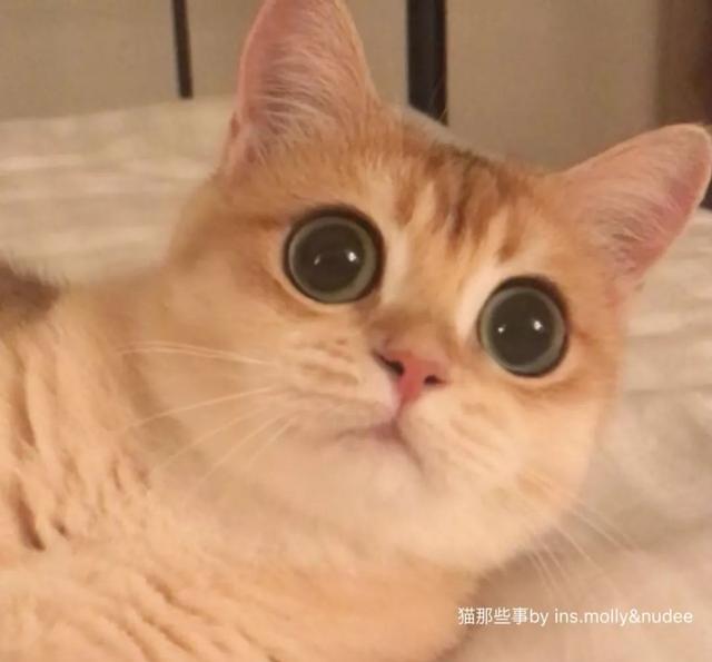 盯着这只金渐层英短猫咪的眼睛,你会喜欢上它!