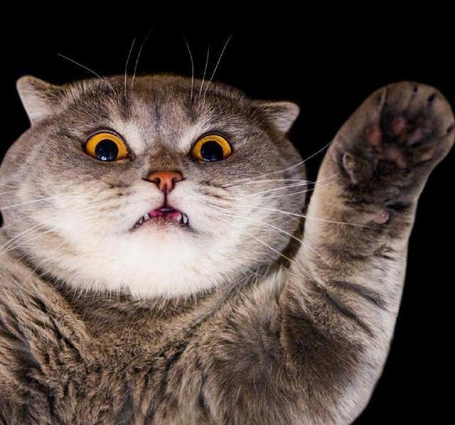 一只以惊恐表情著名的某猫,网友让我想起了汤姆