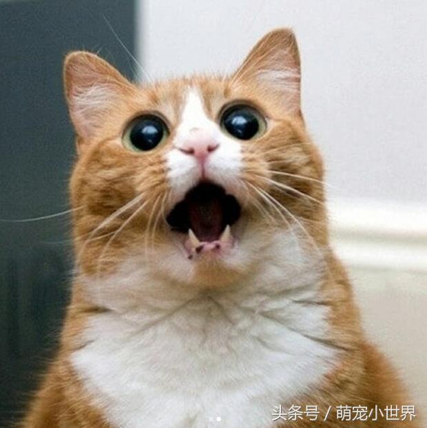 网友投稿将自家猫咪变成贴图,从第一张开始就让人笑到停不下来
