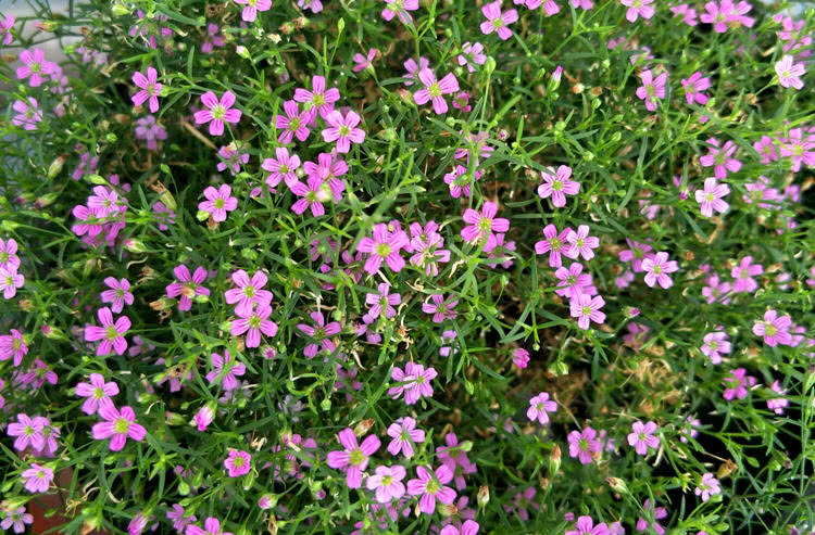 盆栽满天星，新手种植攻略!